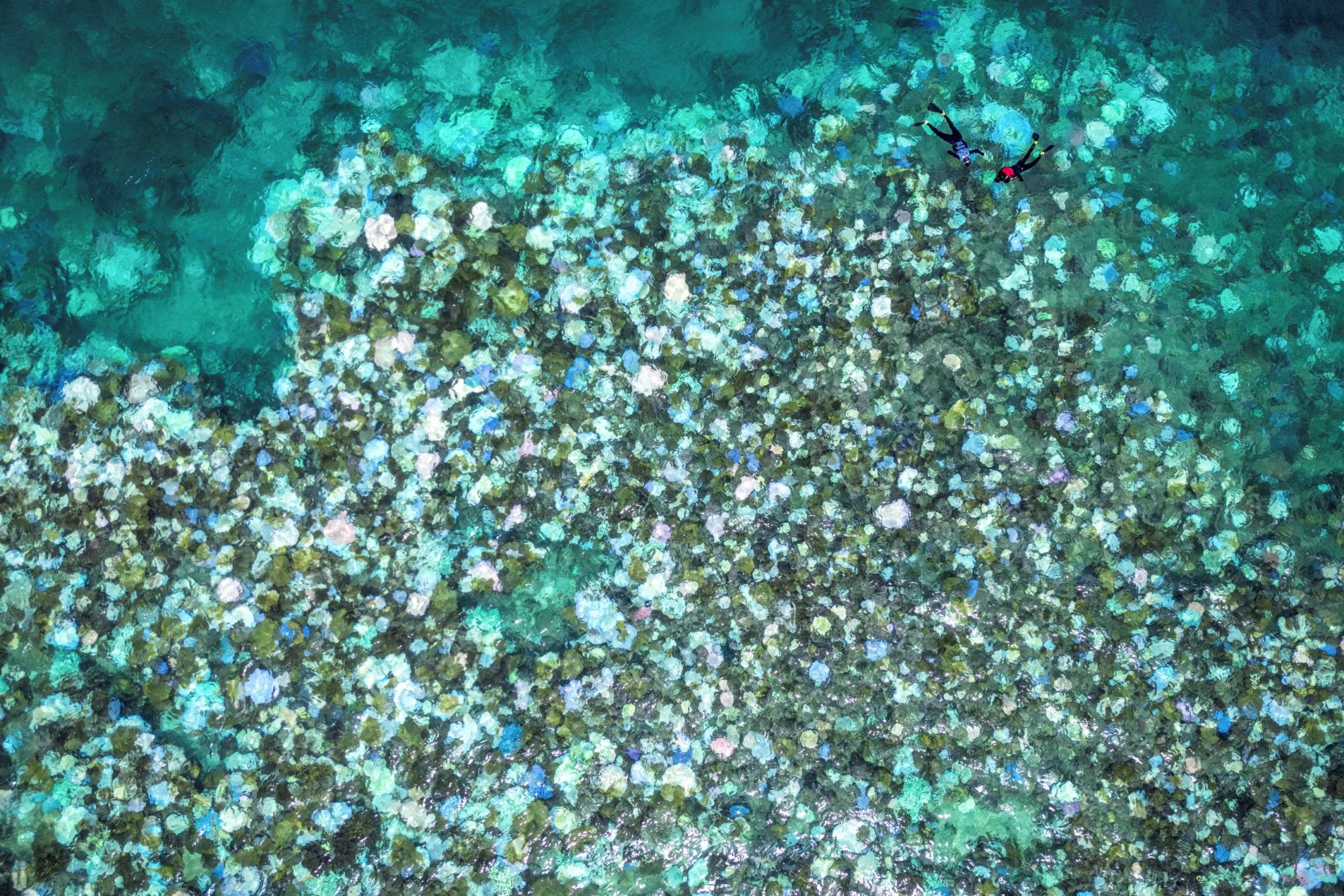 This aerial photo taken on April 5, 2024, shows tourists snorkelling above bleached and dead coral around Lizard Island on the Great Barrier Reef, located 270 kilometres (167 miles) north of the city of Cairns. Photo by DAVID GRAY/AFP via Getty Images