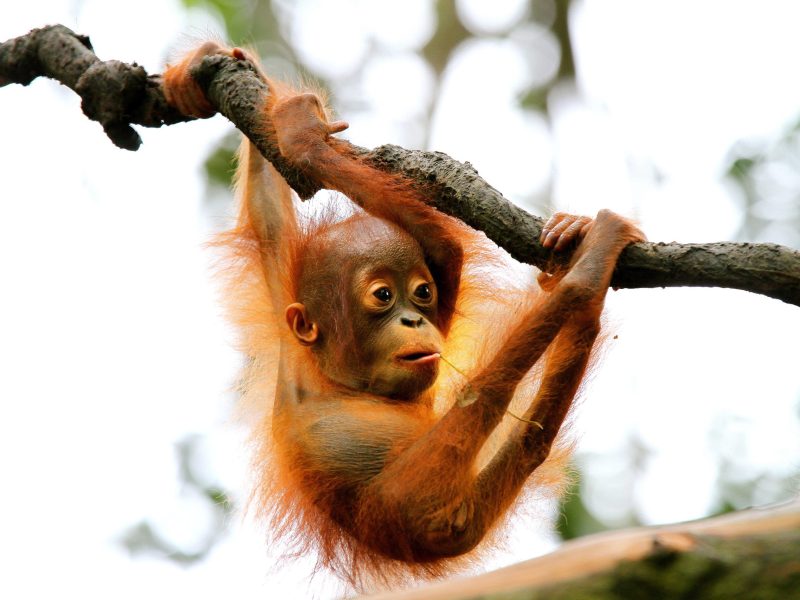Orangutan (Pongo) hanging on branch, Singapore.